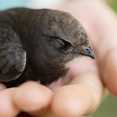 A photo of two hands cradling a bird